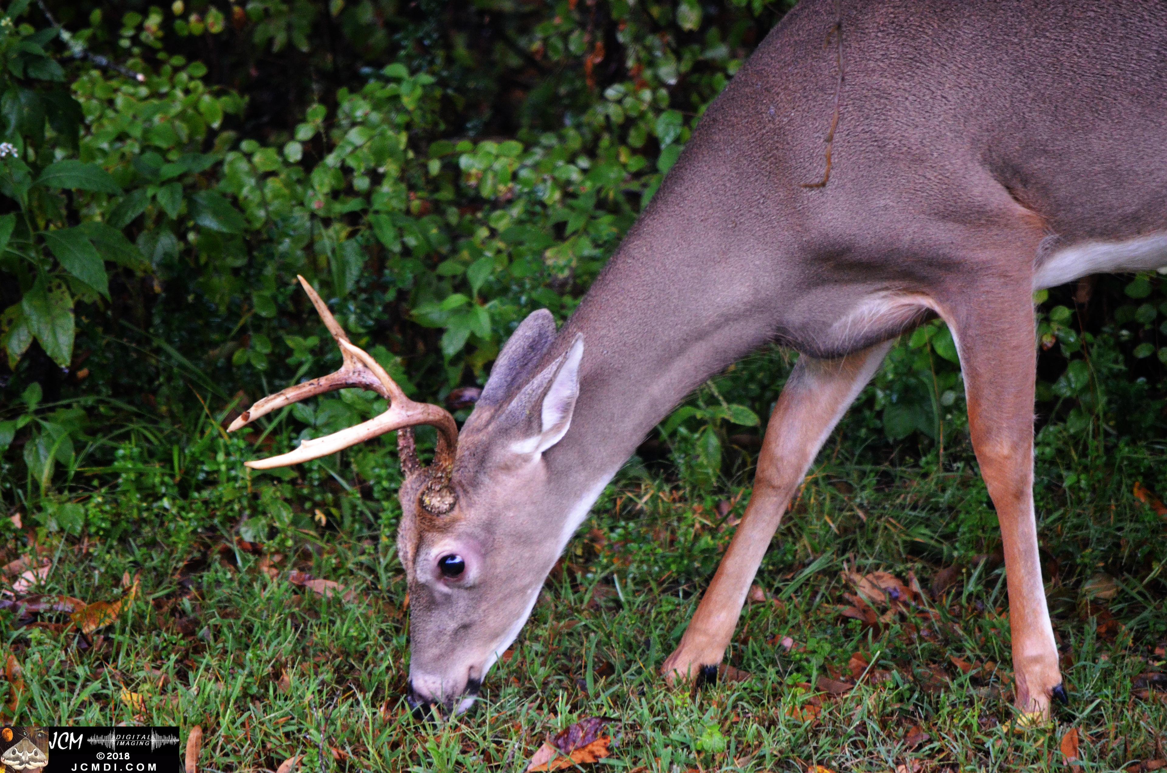 Buck at woods edge (Nikon D5100)